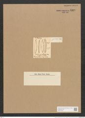 Nitzschia arcuata Greg. (de-Toni-Nr.: Genus 47, Species 2141) Zeichnungen Sammlung Grunow Nr. 4309 (NHMW-BOT-W0372333)